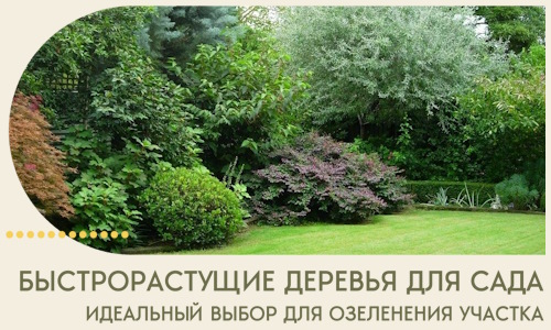 Быстрорастущие деревья для сада идеальный выбор в Реутове