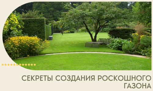 Секреты создания роскошного газона в Реутове